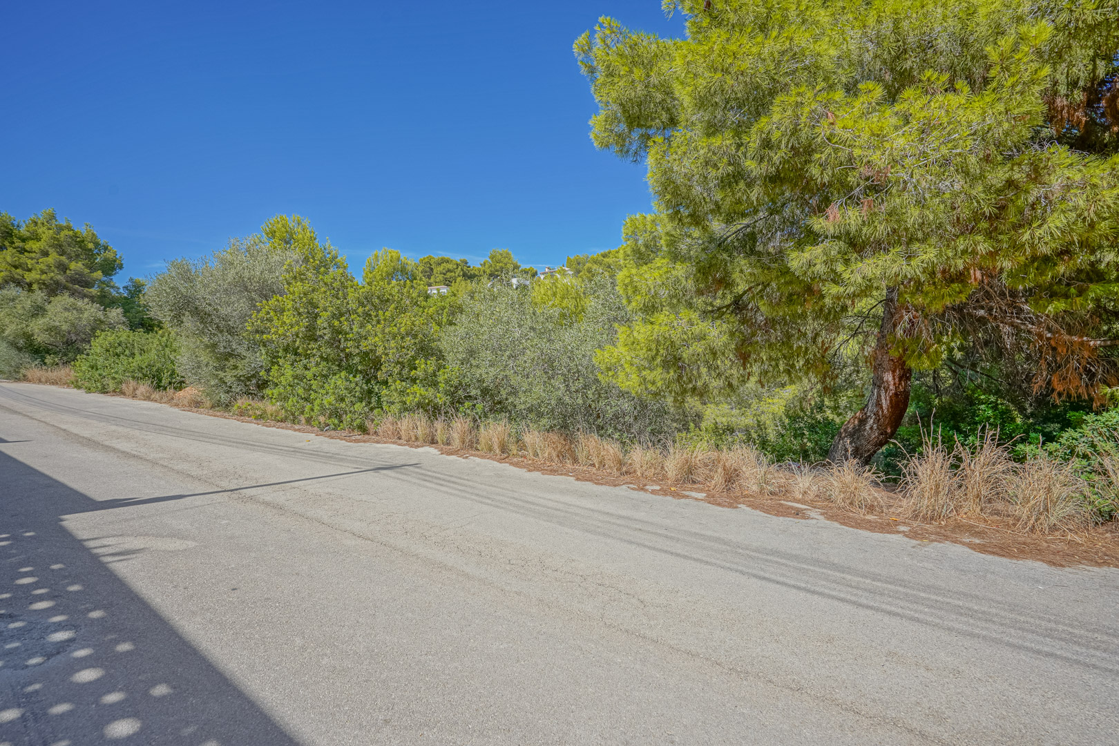 Vista del acceso por carretera asfaltada a la parcela, rodeada de pinos maduros y vegetación mediterránea bajo un cielo despejado en Benissa.
