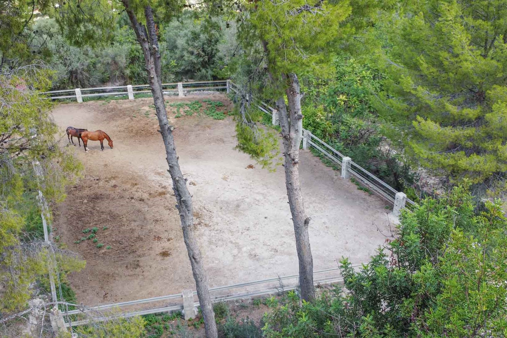 Vista aérea del cercado ecuestre vallado, rodeado de pinos maduros, ideal para el cuidado de caballos en un entorno natural y sombreado.