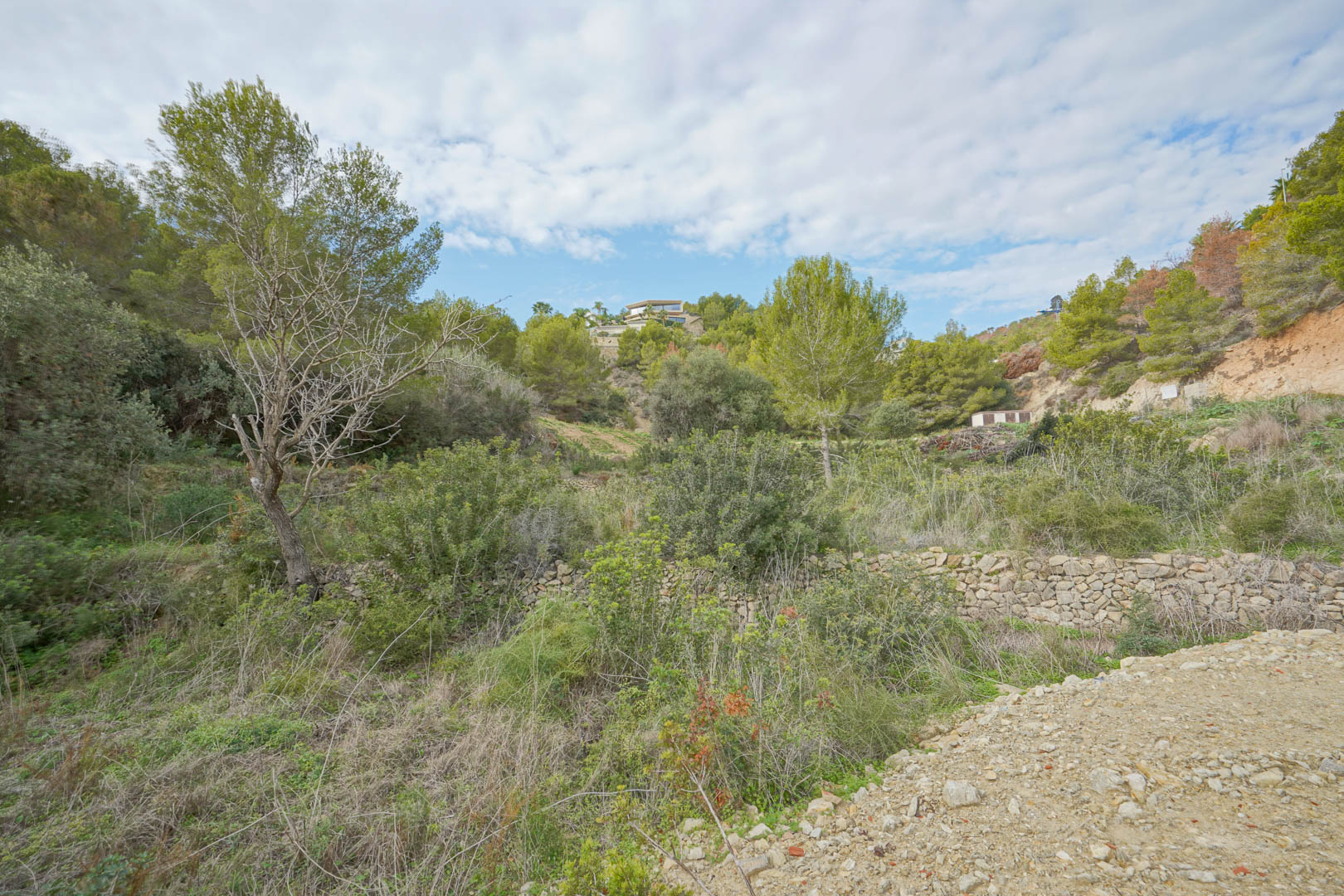Parcela de terreno con vegetación mediterránea autóctona y muros de piedra seca, rodeada de pinos y con vistas despejadas hacia la colina.