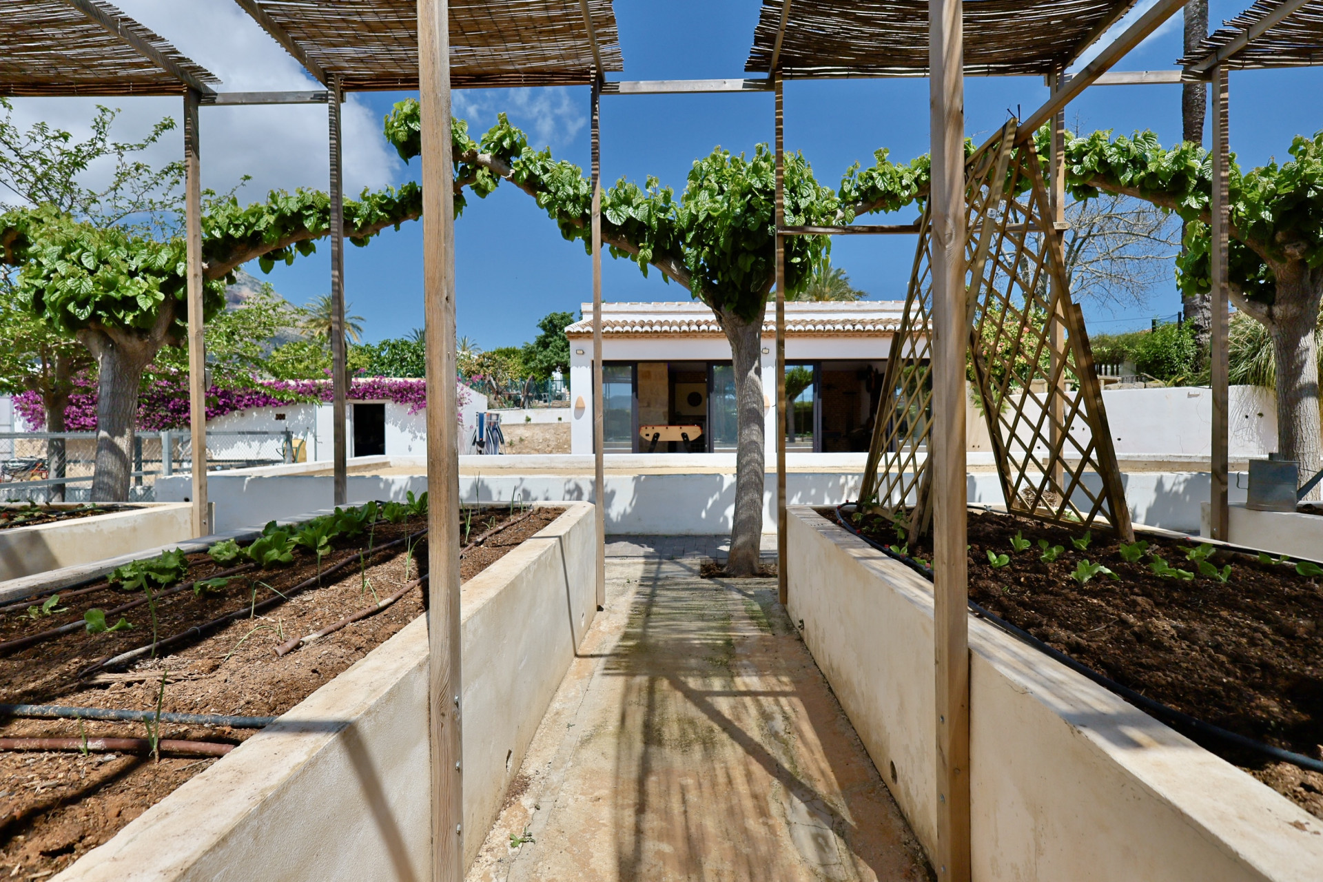 Vista del huerto elevado con estructura de madera y plantas jóvenes en Jávea.