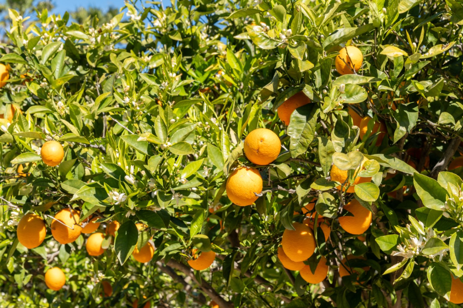Primer plano de un naranjo en el jardín mediterráneo, con frutos maduros y flores de azahar bajo la luz directa del sol.