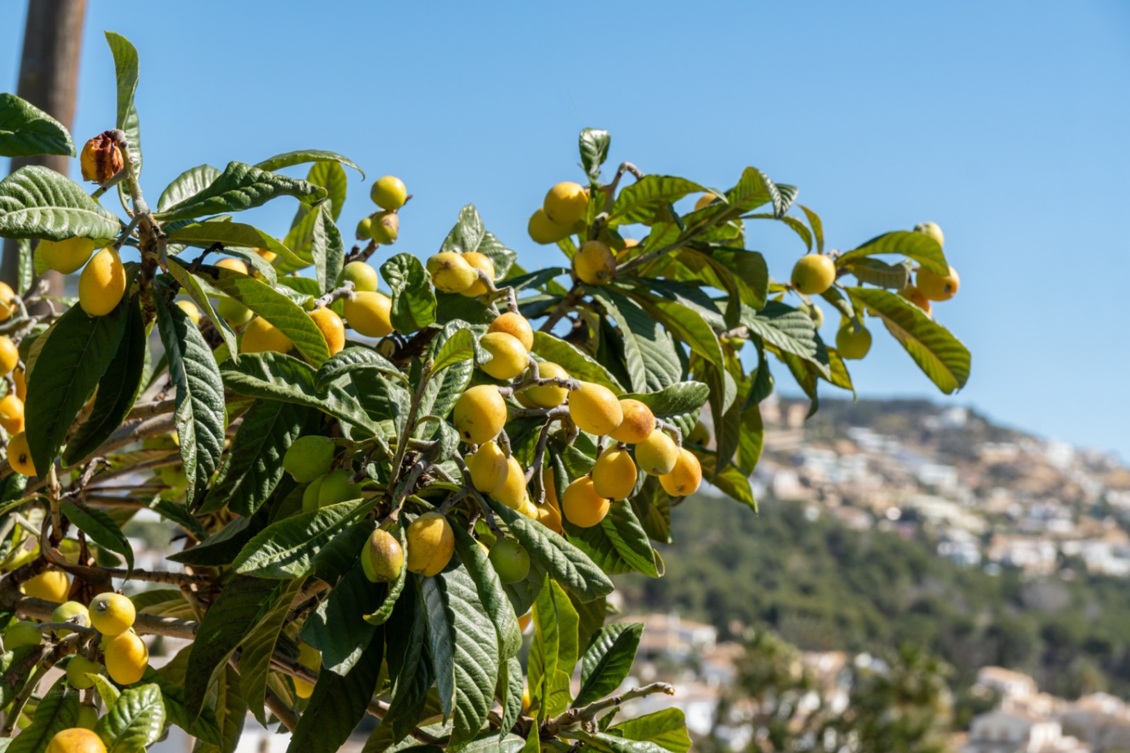 Primer plano de un níspero con frutos maduros en el jardín de la propiedad, con vistas despejadas a la zona residencial de Jávea y el entorno mediterráneo.