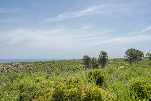 Vista panorámica de la parcela con vegetación autóctona y el mar al fondo.