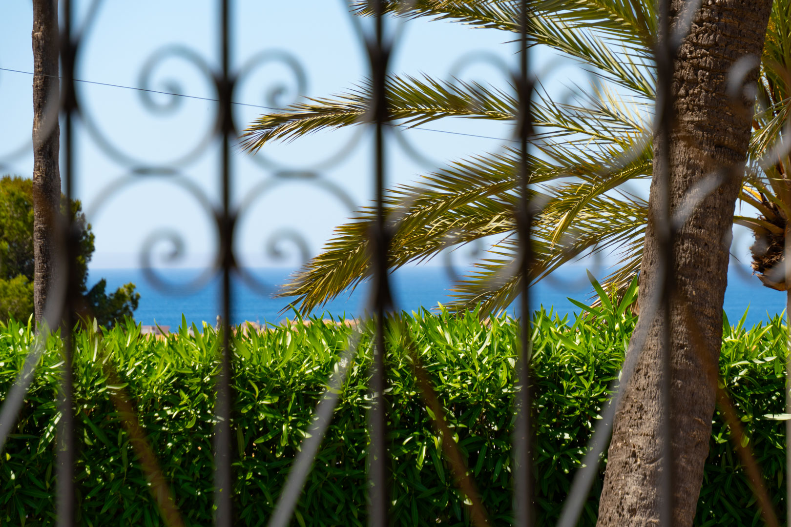 Vista al mar a través de la reja, con palmera y seto verde.