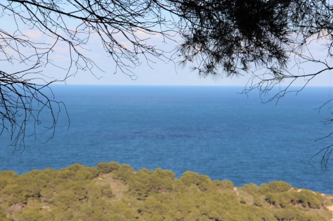 Vista panorámica al mar Mediterráneo desde la parcela, enmarcada por vegetación autóctona y pinos sobre una colina boscosa frente a la costa.