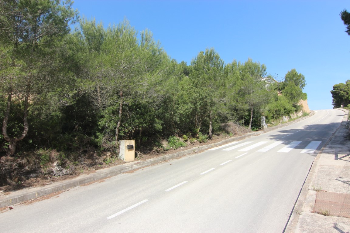 Calle asfaltada con aceras e infraestructura urbana básica, rodeada de pinos maduros y vegetación mediterránea en una zona residencial tranquila.