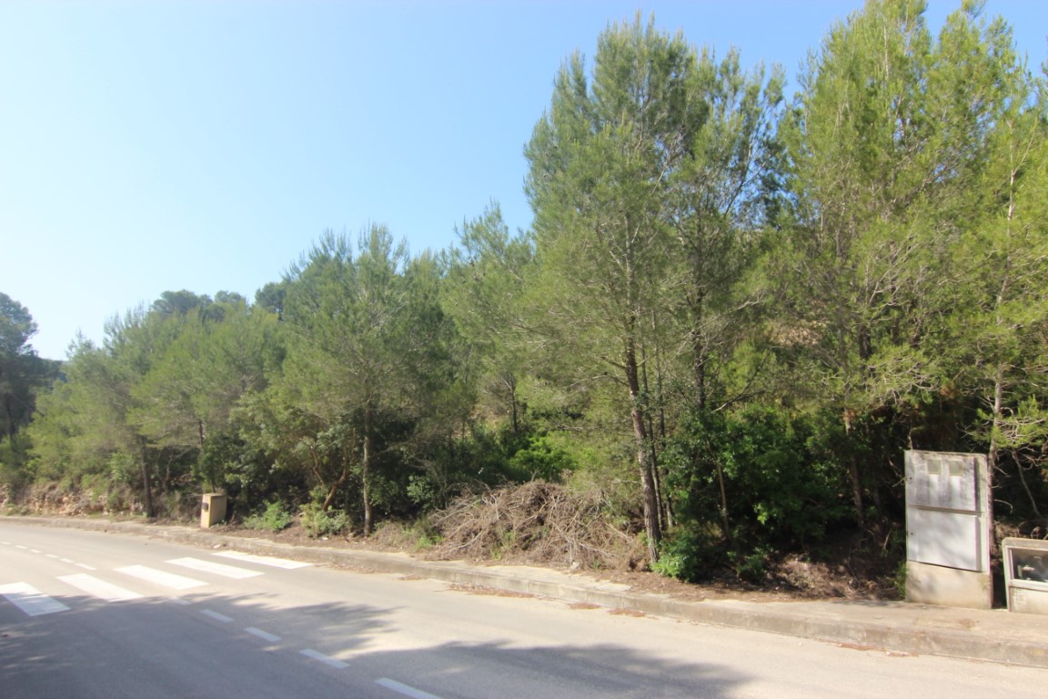 Vista de la calle asfaltada con aceras, pasos de cebra y acometidas de servicios básicos junto a una zona de pinos densos en Jávea.