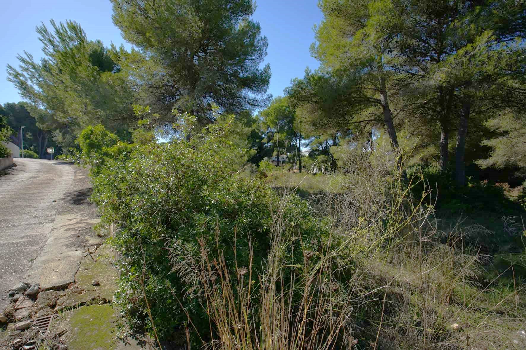 Parcela esquinera con pinos maduros y vegetación mediterránea autóctona, situada junto a un acceso asfaltado en una zona residencial tranquila.