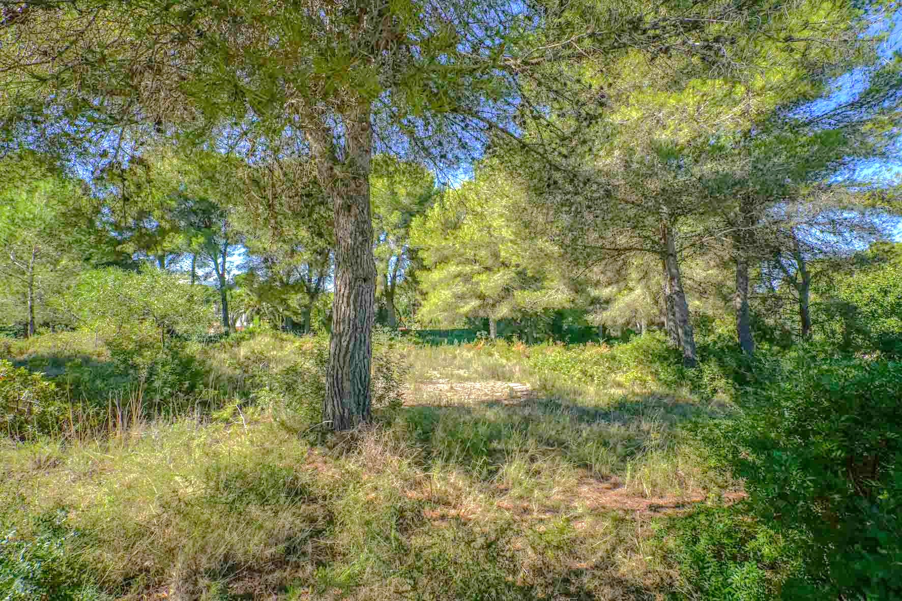 Parcela llana con pinos maduros y vegetación mediterránea autóctona. El terreno ofrece un entorno natural y privado con luz filtrada a través de las copas de los árboles.