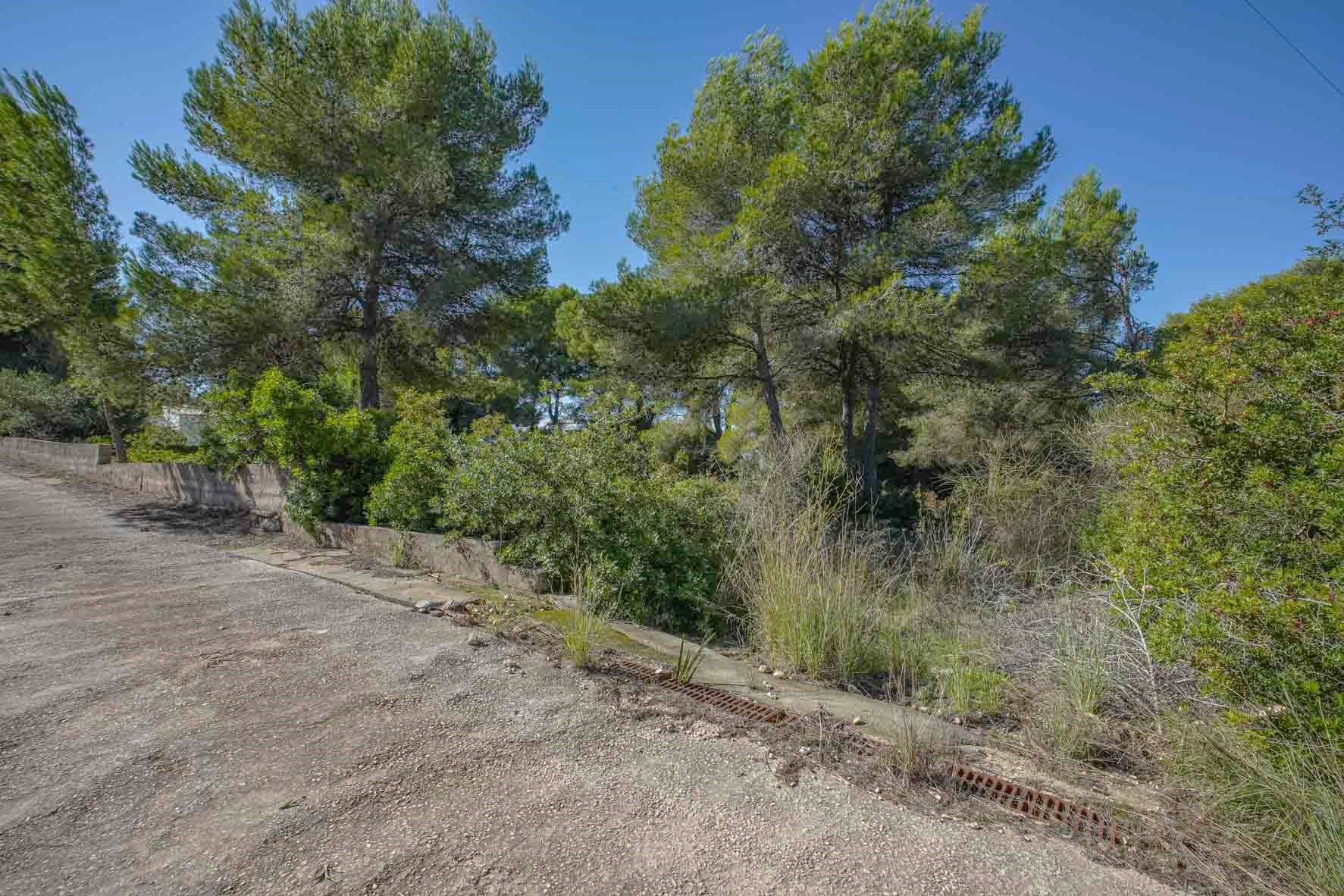 Vista de la parcela con pinos maduros y vegetación mediterránea, delimitada por un camino de acceso y muros de contención bajos bajo un cielo despejado.
