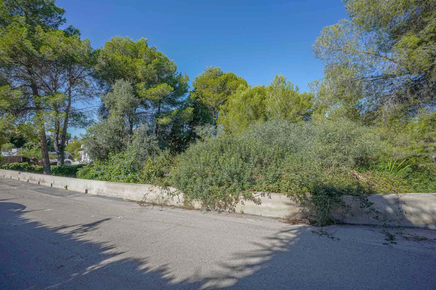 Vista exterior de la parcela desde la calle asfaltada, delimitada por un muro bajo de hormigón y rodeada de pinos maduros y vegetación mediterránea autóctona.