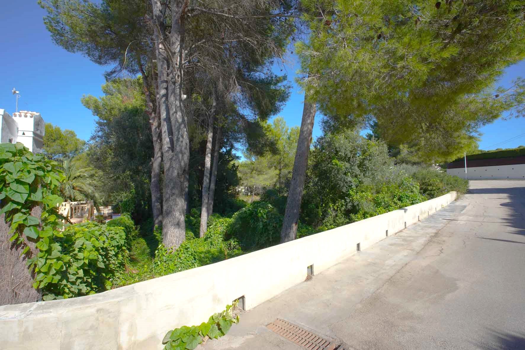 Vista exterior de la parcela esquinera con pinos maduros y vegetación densa, delimitada por un muro blanco bajo junto a una calle asfaltada y tranquila.