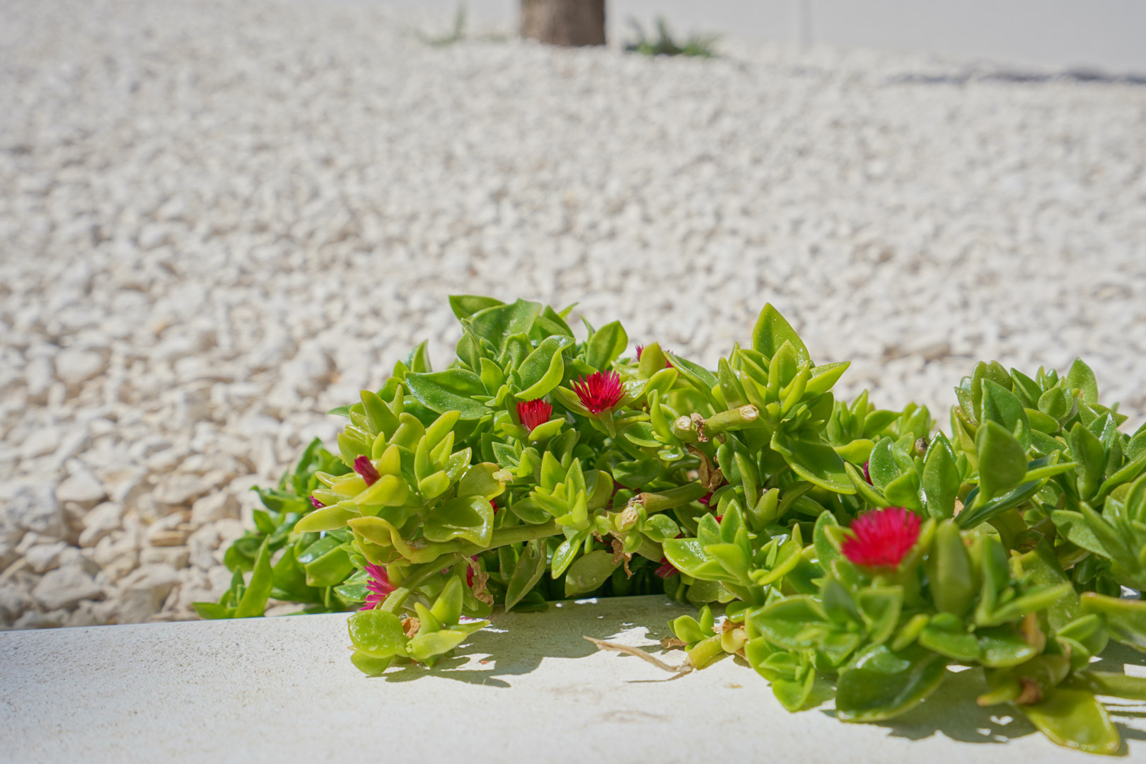 Detalle de planta suculenta con flores fucsias en el jardín mediterráneo de bajo mantenimiento, rodeada de grava blanca decorativa.