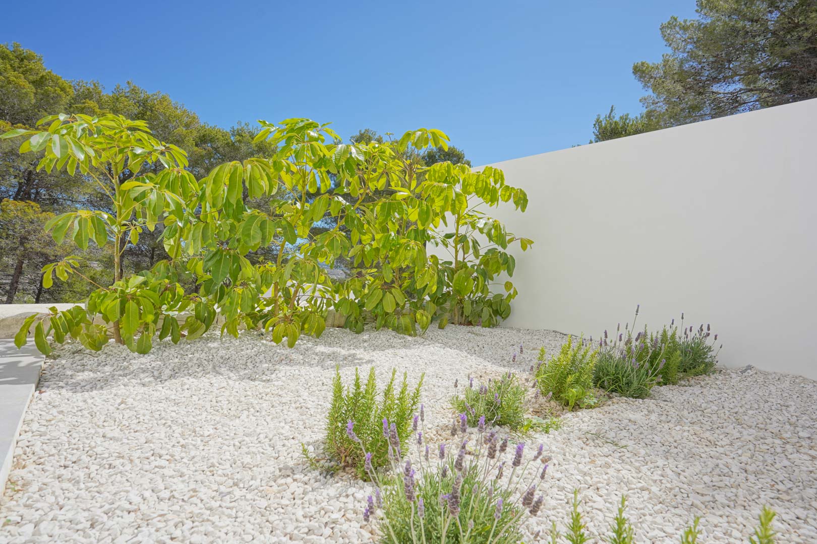 Jardín mediterráneo de bajo mantenimiento con grava blanca, plantas de lavanda y arbustos verdes junto a un muro blanco minimalista.