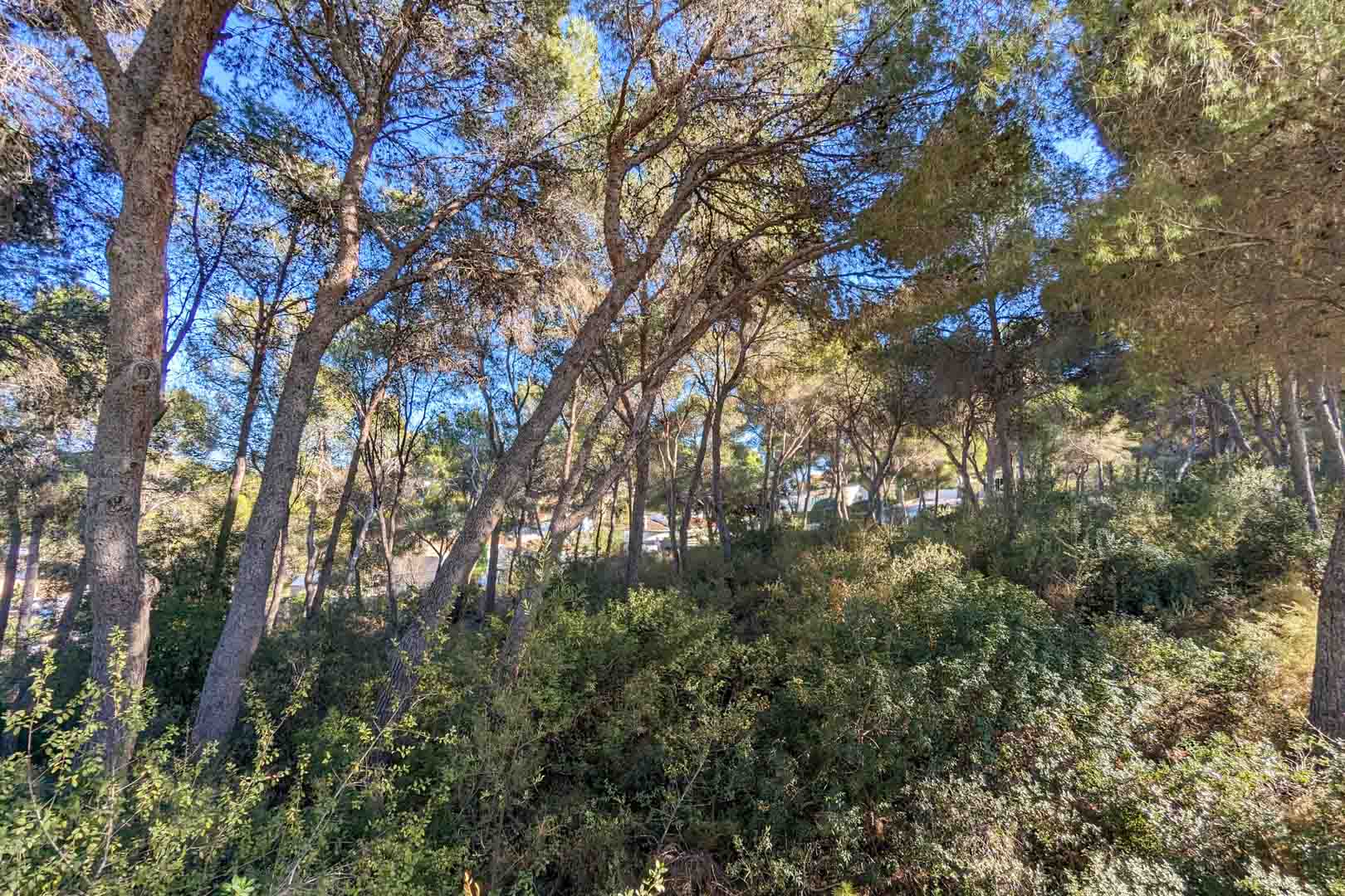 Entorno natural compuesto por un frondoso bosque de pinos y vegetación autóctona mediterránea que rodea la propiedad, ofreciendo privacidad y sombra natural.