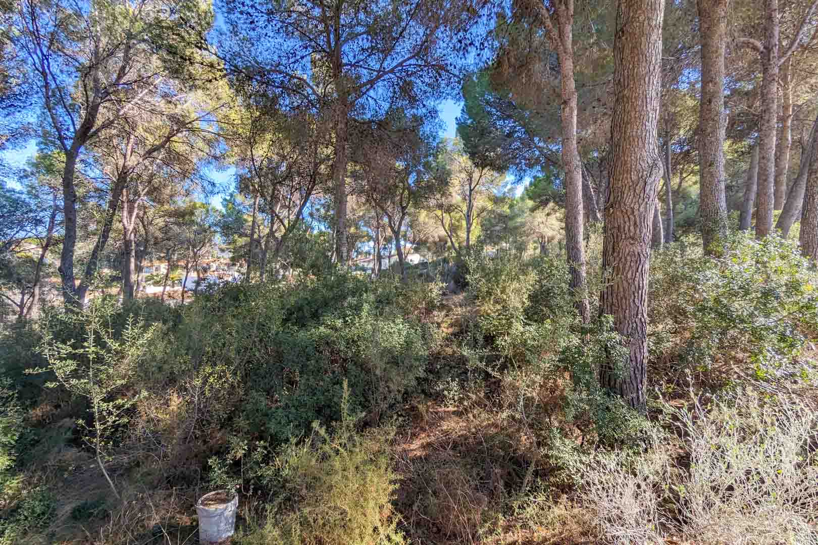 Vista del entorno natural de la propiedad, compuesto por un bosque de pinos maduros y vegetación mediterránea autóctona en un terreno con pendiente.