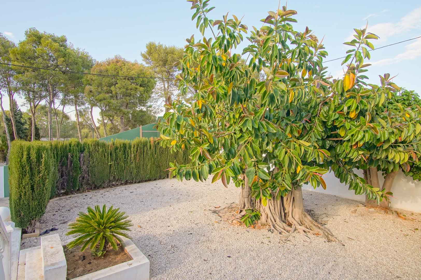 Jardín de bajo mantenimiento con suelo de grava, un gran Ficus de raíces aéreas y setos altos de ciprés que garantizan total privacidad en el exterior.