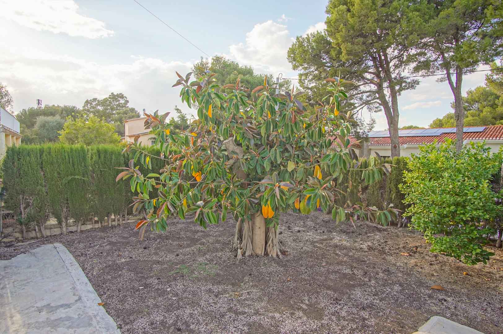 Jardín mediterráneo con un ejemplar de Ficus de gran porte rodeado de setos de ciprés y árboles frutales bajo la luz natural de Dénia.