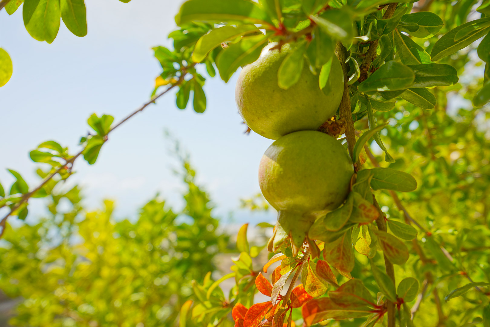 Primer plano de granadas verdes creciendo en los árboles frutales de la terraza norte, rodeadas de follaje mediterráneo bajo luz natural.