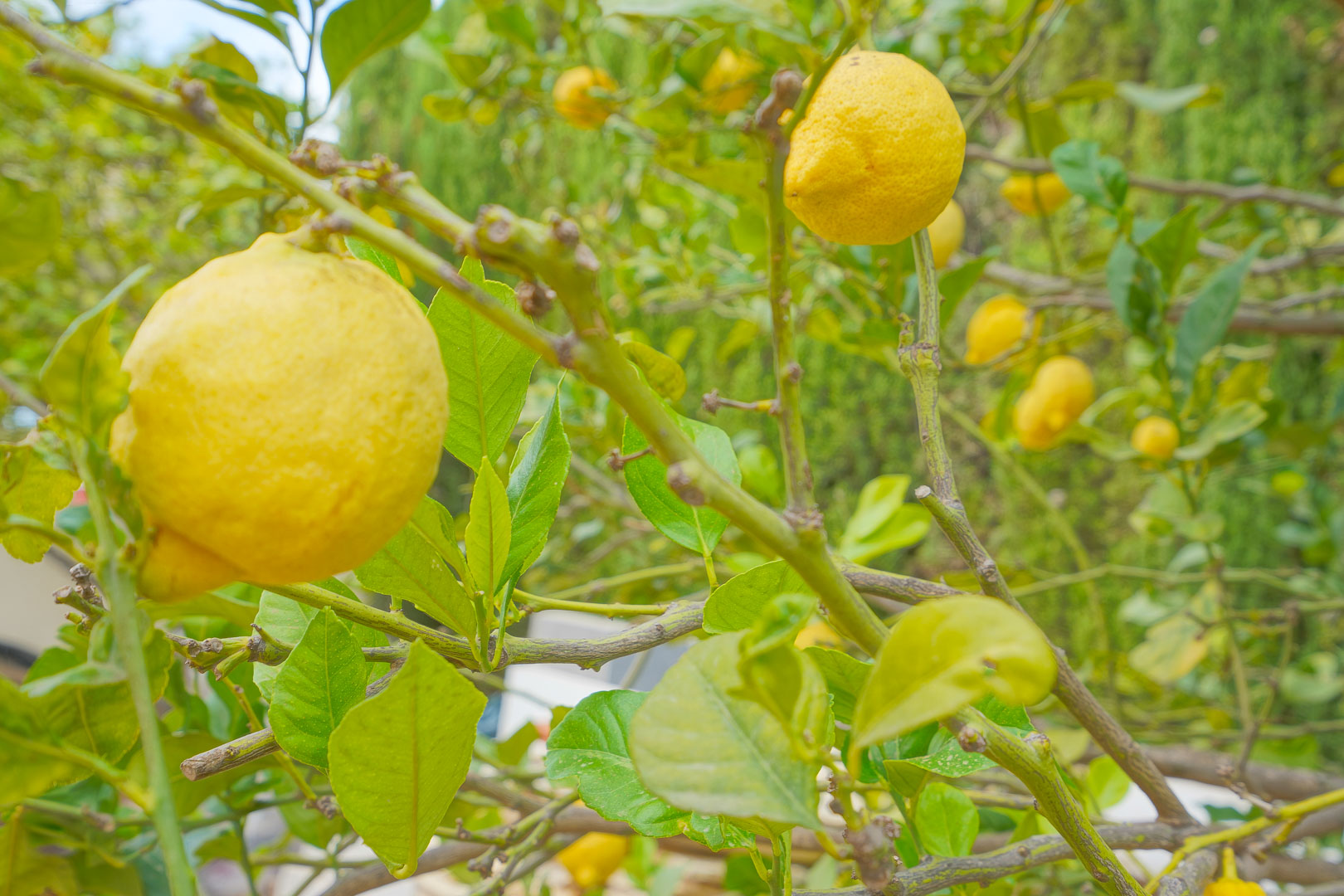 Primer plano de un limonero con frutos maduros, situado en la zona de árboles frutales de la terraza norte de la propiedad.