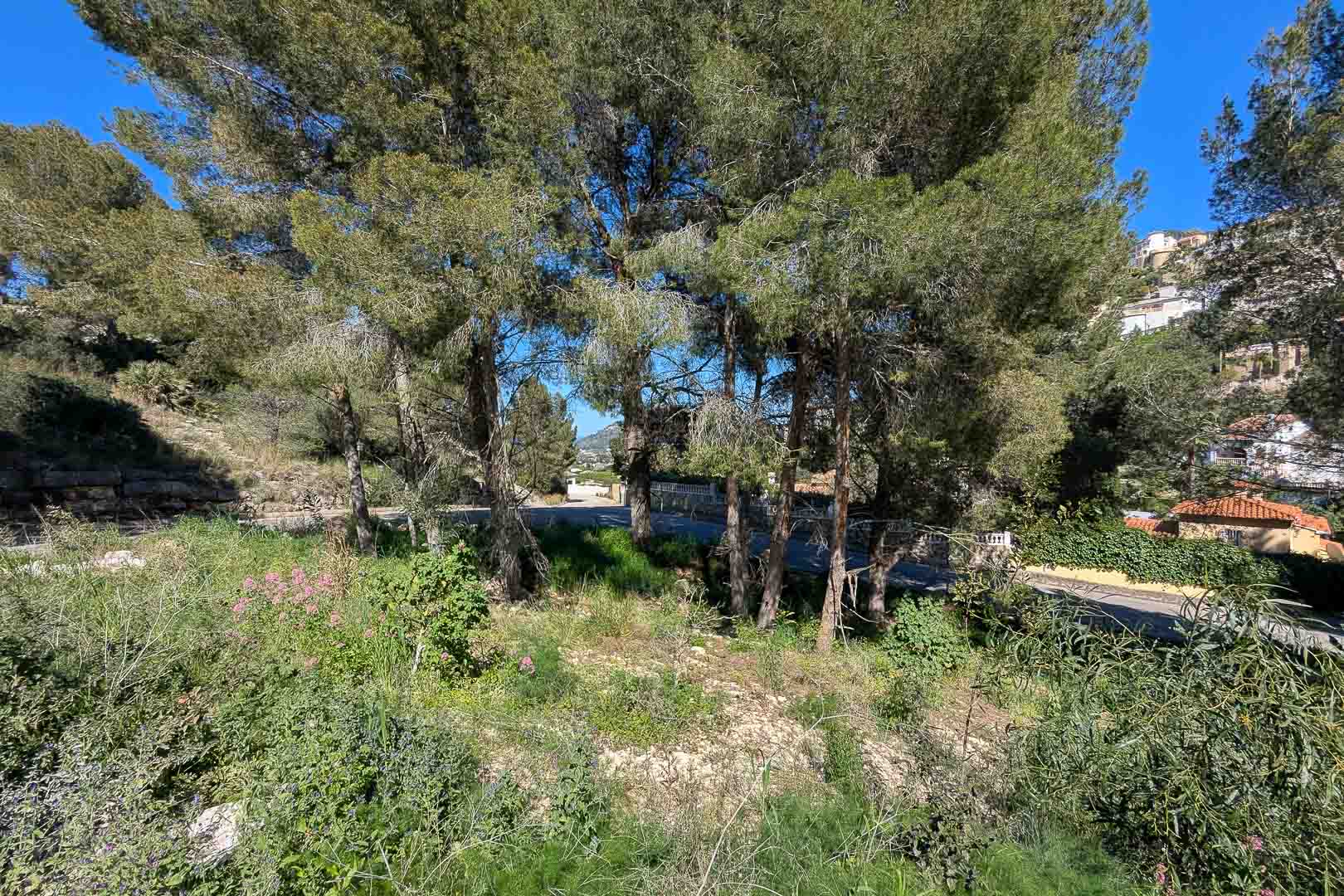 Parcela elevada en Monte Solana rodeada de pinos maduros y vegetación autóctona, con vistas a la ladera y acceso directo desde la calle pavimentada.