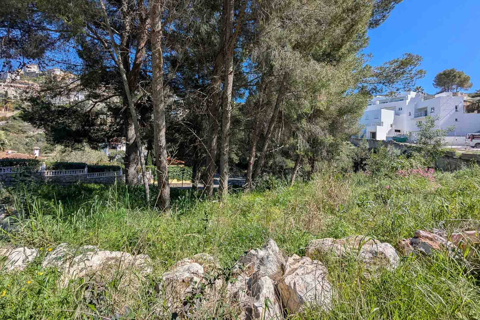Vista del terreno natural en Monte Solana, rodeado de pinos maduros y vegetación autóctona, con edificios modernos en las proximidades bajo un cielo despejado.