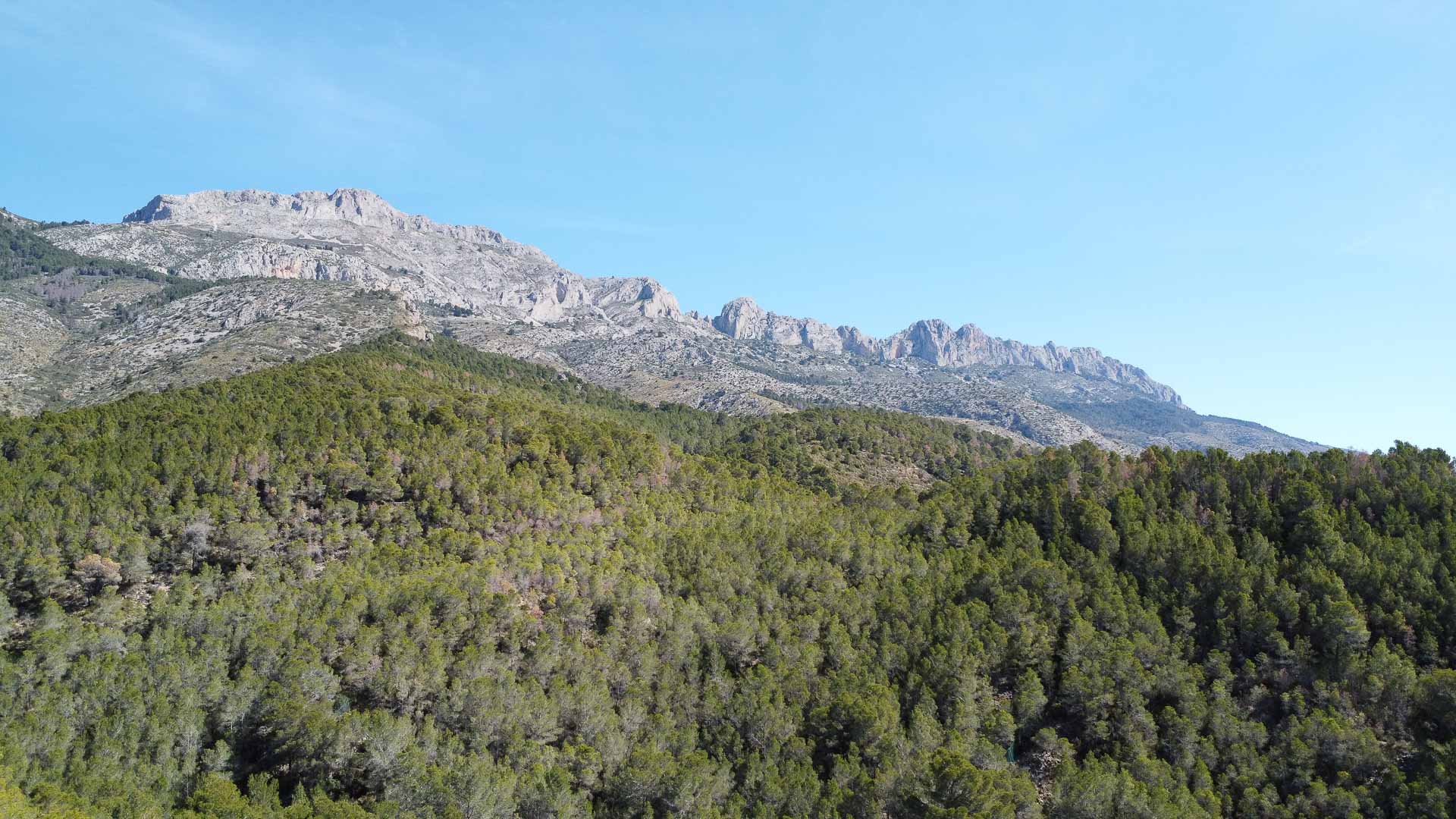 Vistas panorámicas a la Sierra Bernia y al entorno natural circundante, caracterizado por un denso bosque de pinos y picos calizos.