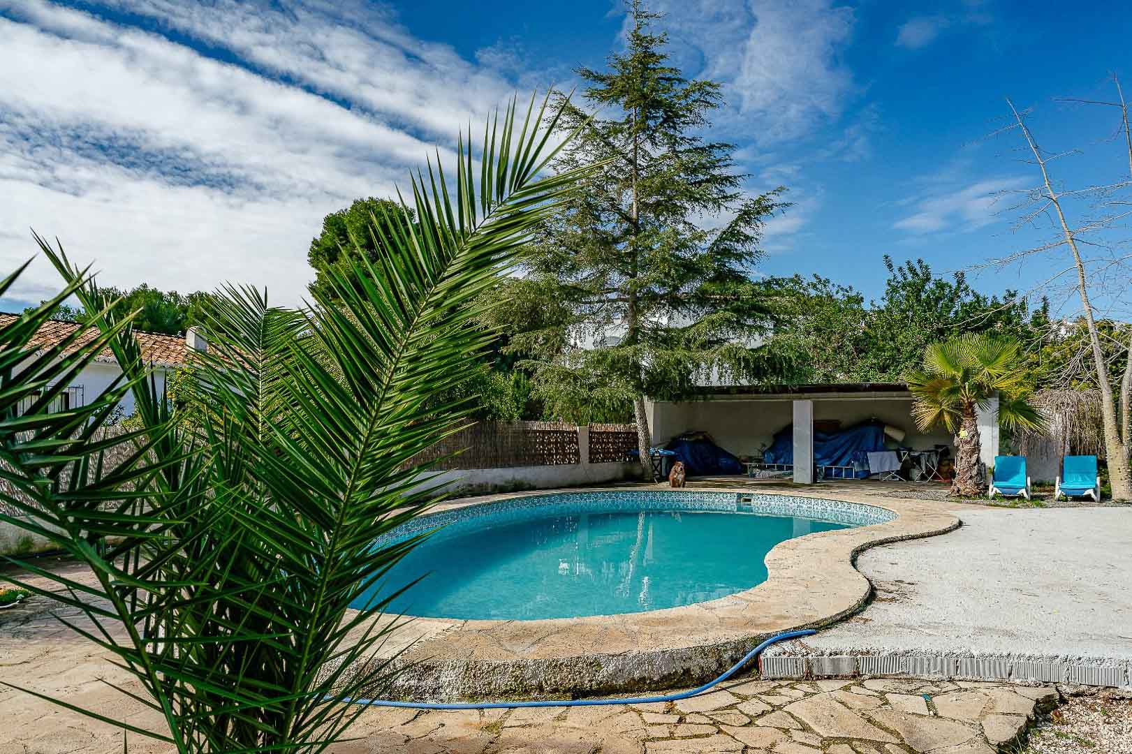 Piscina privada de forma arriñonada rodeada de una terraza de piedra y vegetación mediterránea madura, incluyendo palmeras y pinos bajo un cielo despejado.