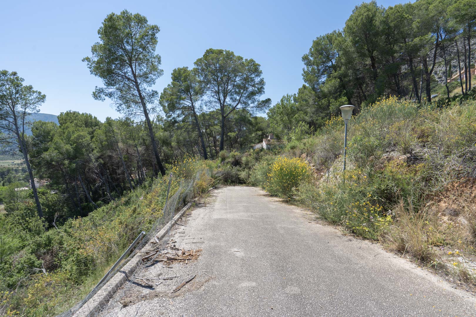Camino de acceso pavimentado rodeado de pinos y vegetación autóctona en la zona elevada de Alcalalí, donde se ubicarán las parcelas del Residencial VALL DE POP.