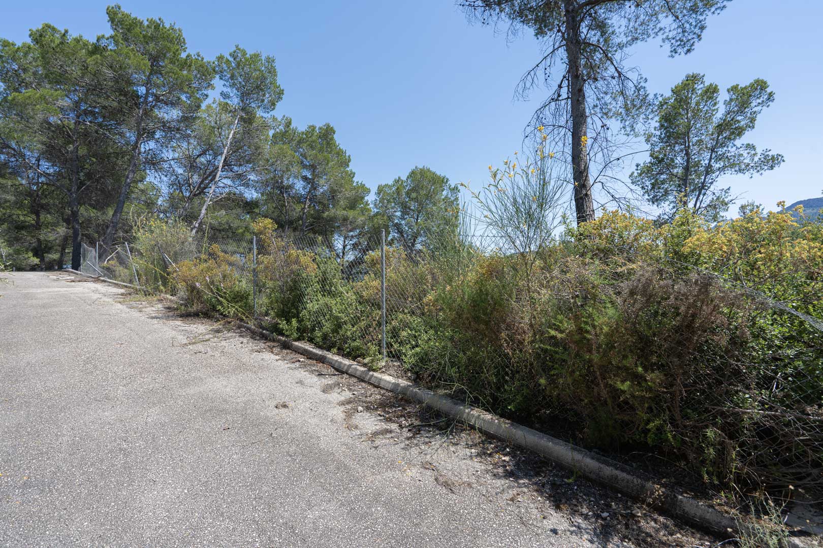 Camino de acceso pavimentado rodeado de vegetación mediterránea autóctona y pinos maduros en la zona elevada de Alcalalí.