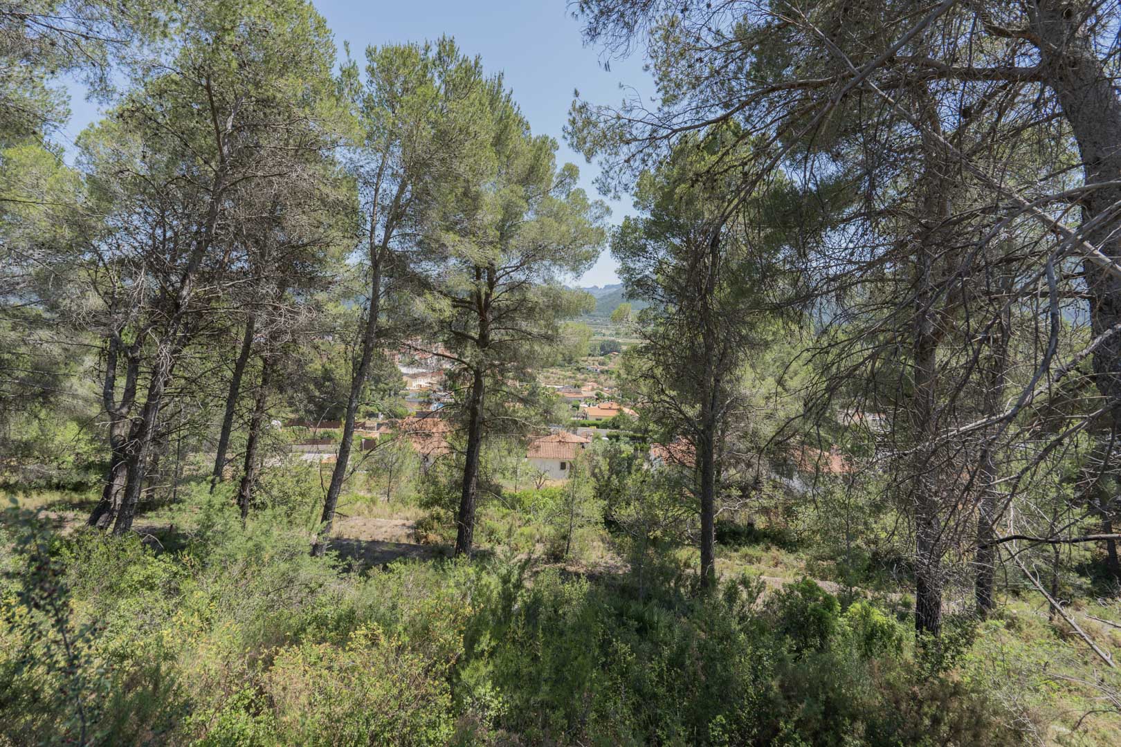 Vistas panorámicas del valle de Jalón y el pueblo de Alcalalí a través de una zona boscosa de pinos autóctonos que rodea la promoción.