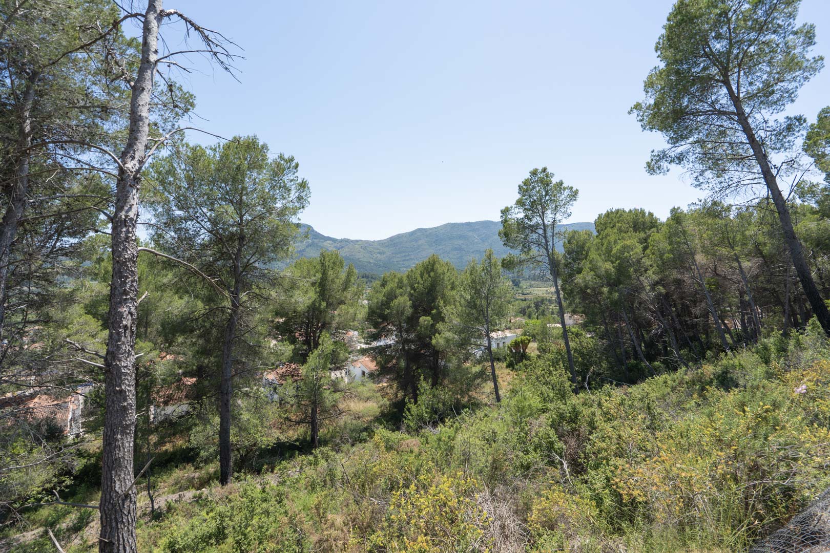 Vistas panorámicas desde la parcela elevada, destacando el entorno natural de pinos mediterráneos y las montañas del valle de Jalón bajo un cielo despejado.