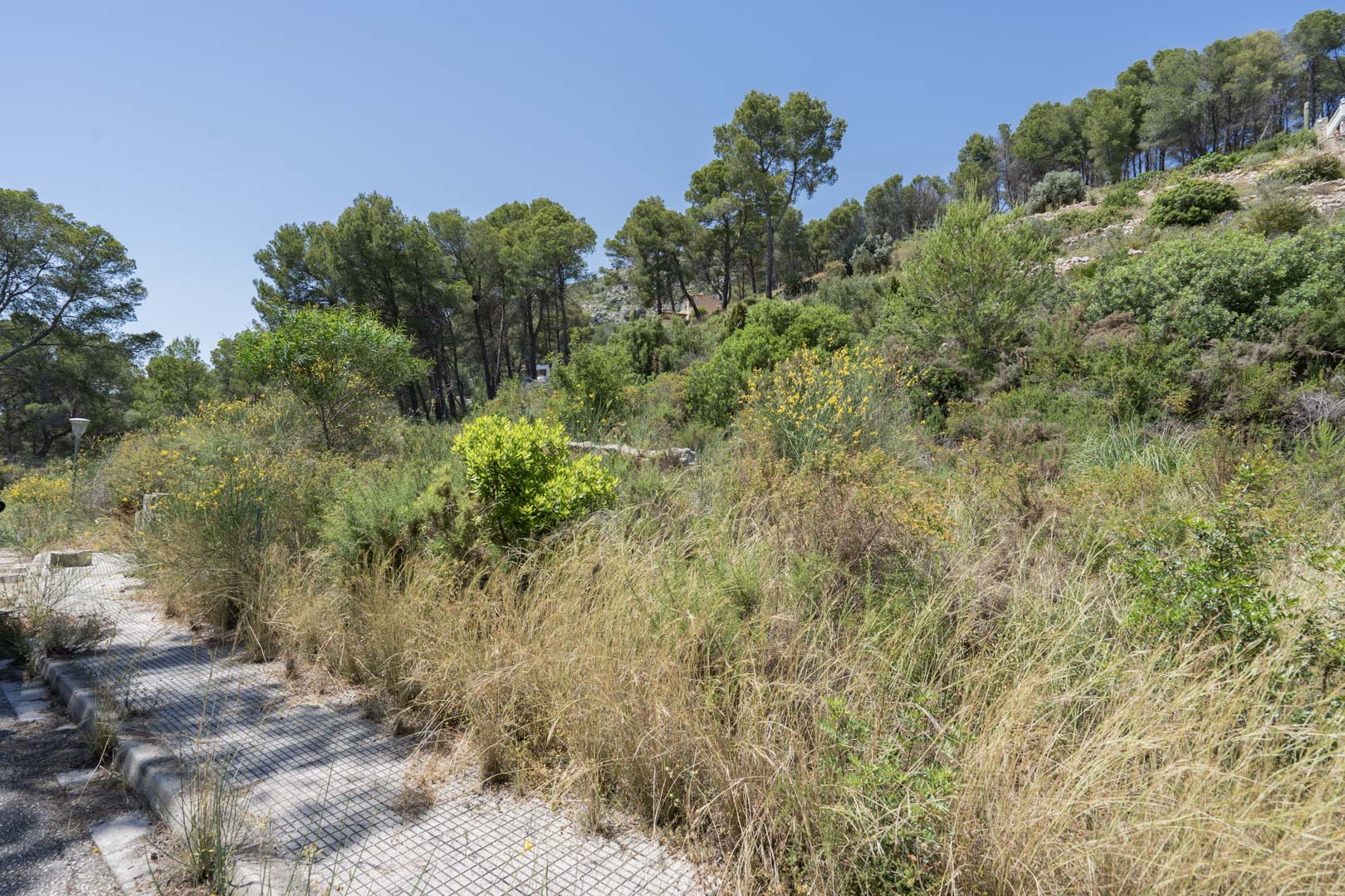 Parcela elevada en Alcalalí con vegetación autóctona y pinos, mostrando el entorno natural y el acceso pavimentado del Residencial VALL DE POP.