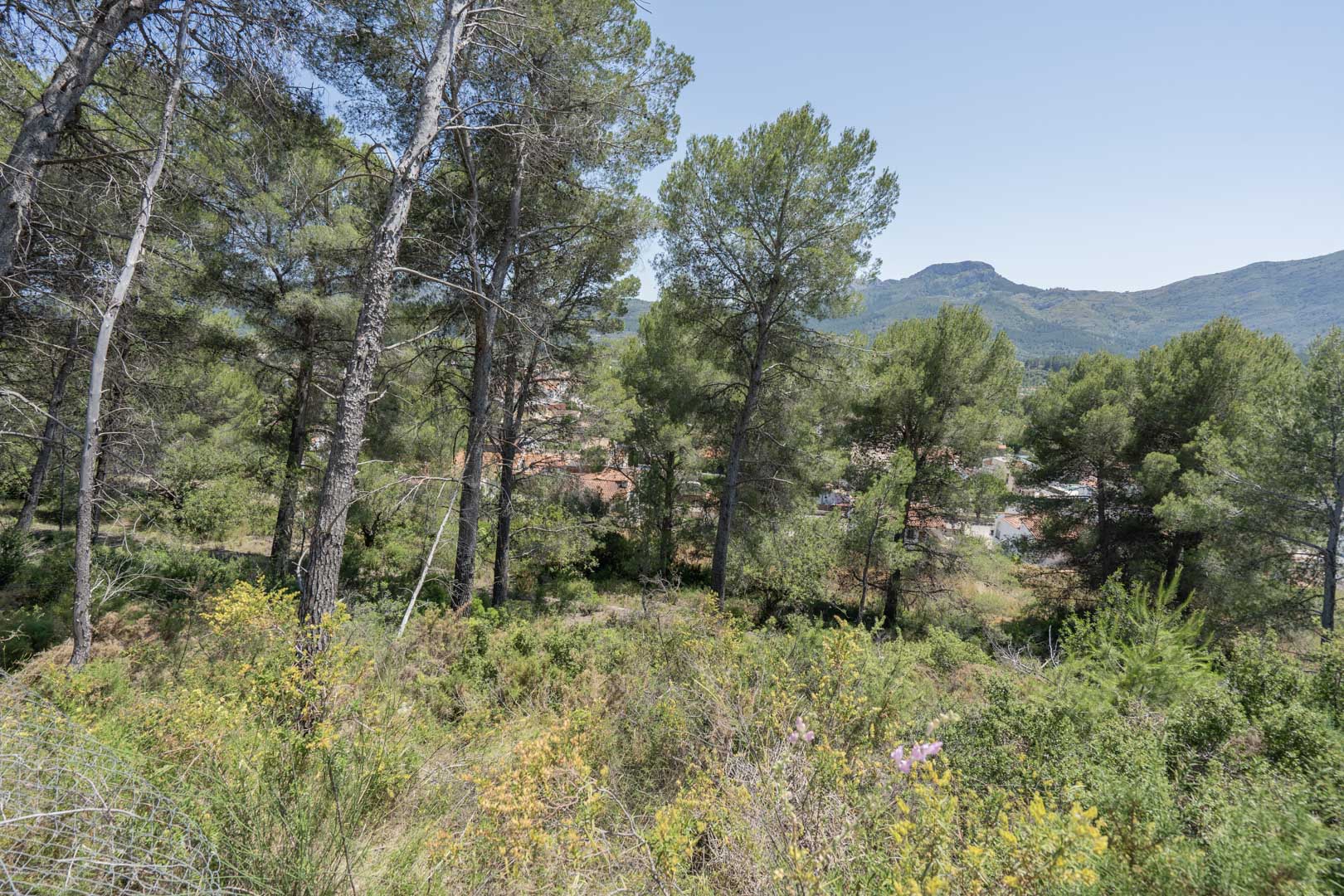 Vistas panorámicas desde la parcela elevada hacia el valle de Jalón, rodeada de pinos maduros y vegetación mediterránea con el pueblo de Alcalalí al fondo.