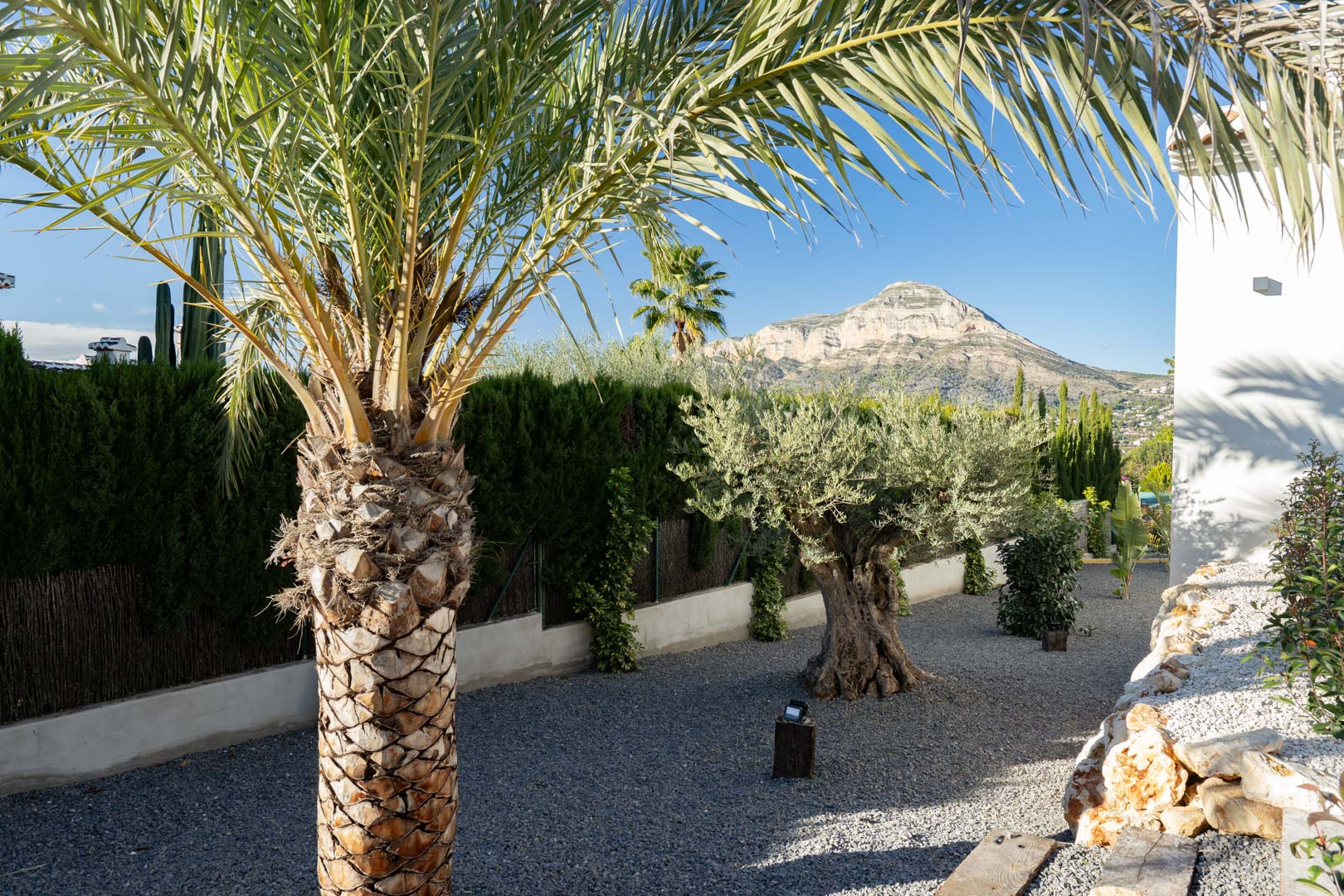 Jardín mediterráneo con grava, palmera y olivo, con vistas a la montaña en Jávea.