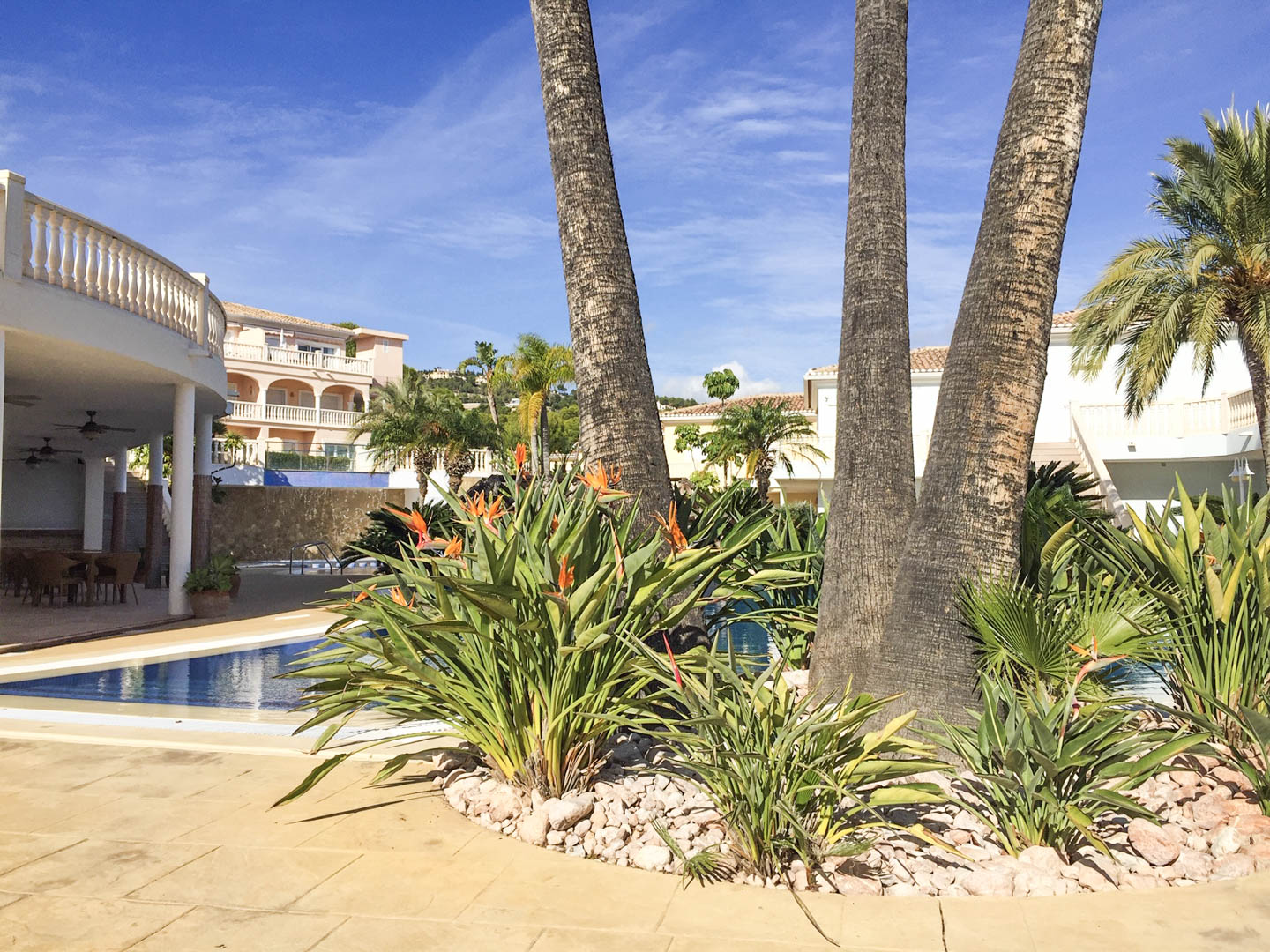 Jardín mediterráneo con palmeras y flores Strelitzia junto a la piscina. La terraza pavimentada y los edificios de estilo clásico se integran bajo un cielo despejado.