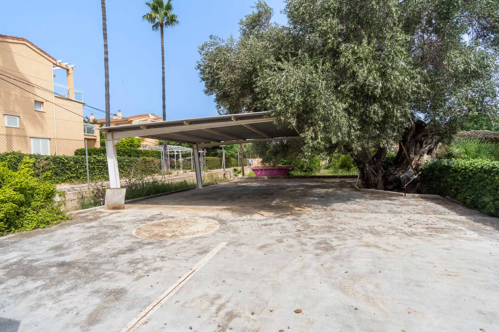 Amplia zona de aparcamiento exterior pavimentada con hormigón, que incluye una estructura de cochera metálica y está flanqueada por un olivo centenario y vegetación mediterránea.