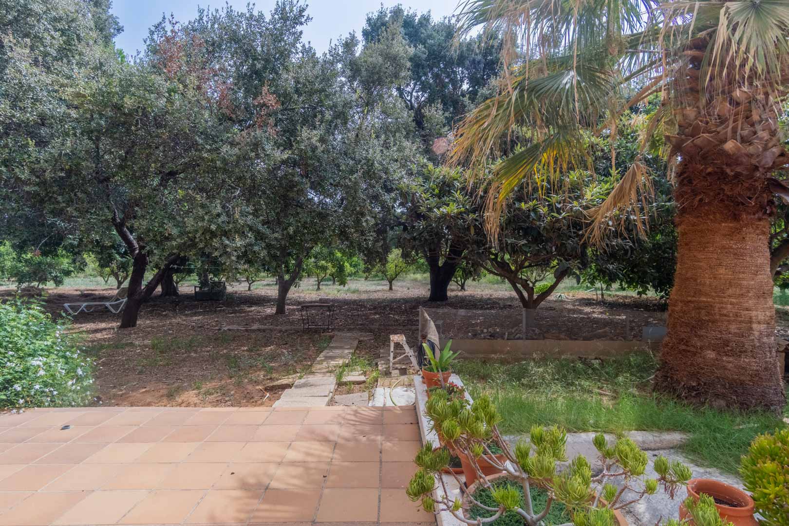 Terraza de gres rústico con acceso a una amplia parcela arbolada. El jardín cuenta con palmeras maduras, árboles frutales y un camino de piedra natural.