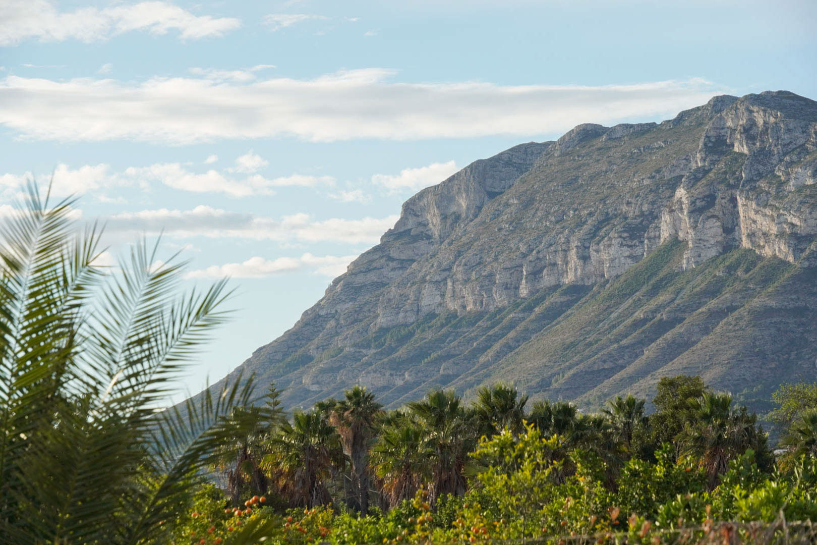 Vista panorámica del macizo del Montgó desde la propiedad, rodeado de palmeras y árboles frutales bajo un cielo despejado en Dénia.