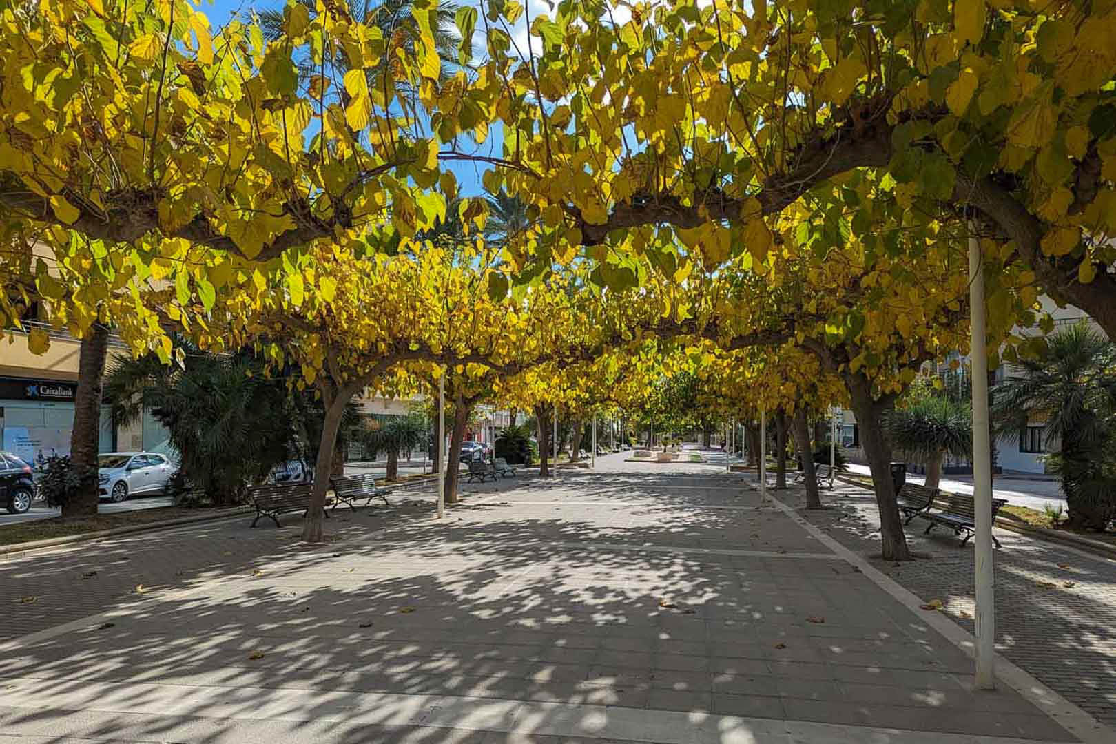 Paseo peatonal arbolado con bancos de madera y árboles de follaje otoñal amarillo que crean un túnel natural sobre el pavimento de piedra.