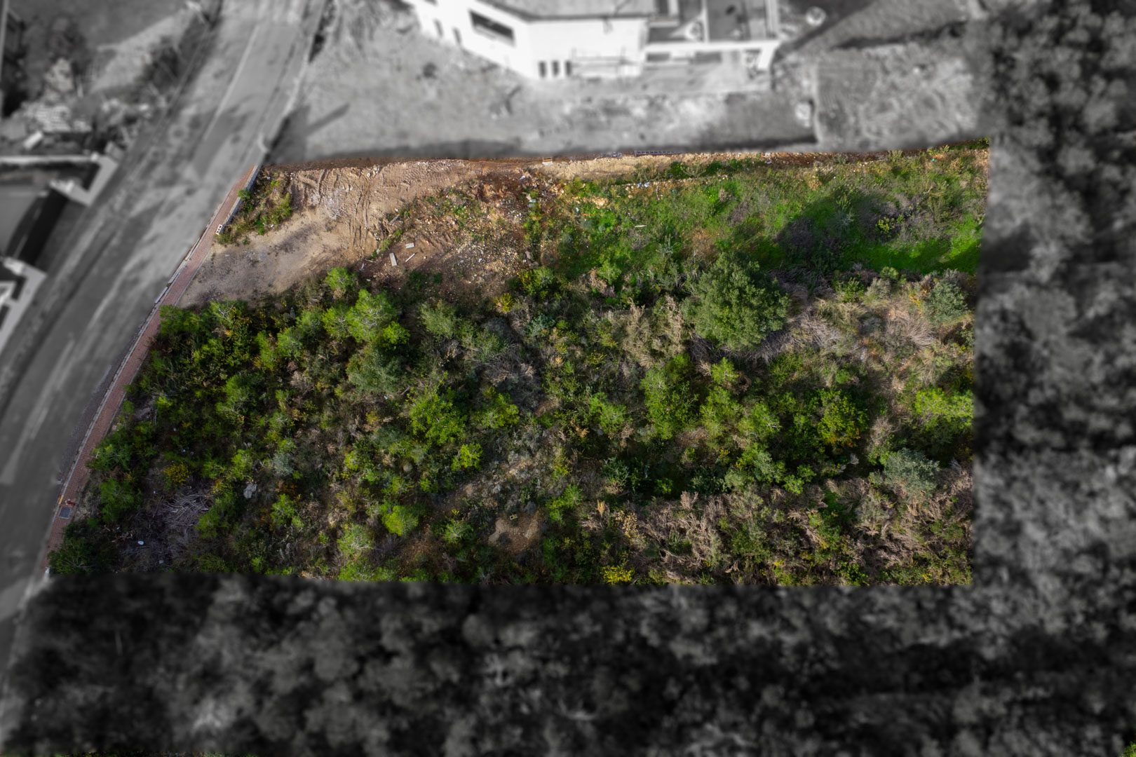Vista aérea cenital de la parcela rectangular en Monte Olímpico, mostrando su vegetación natural y el acceso directo desde la calle urbanizada con aceras.