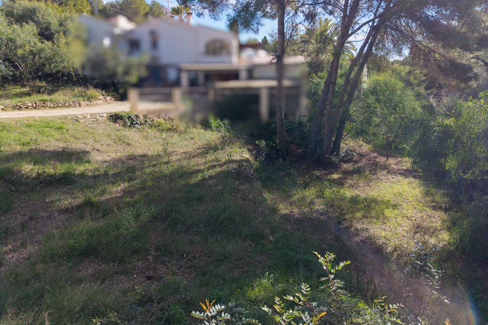 Parcela urbana con vegetación natural y pinos, situada en una zona residencial consolidada de Moraira con una orientación que permite luz solar directa.