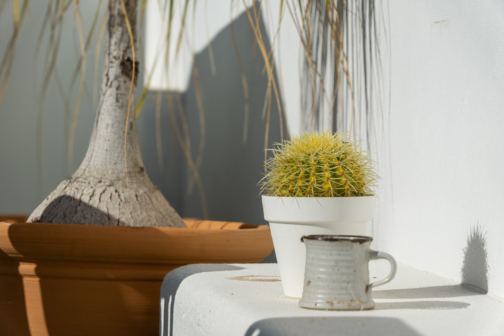 Detalle decorativo en la terraza con un cactus en maceta blanca y cerámica artesanal sobre un murete blanco, bajo la intensa luz y sombras del Mediterráneo.