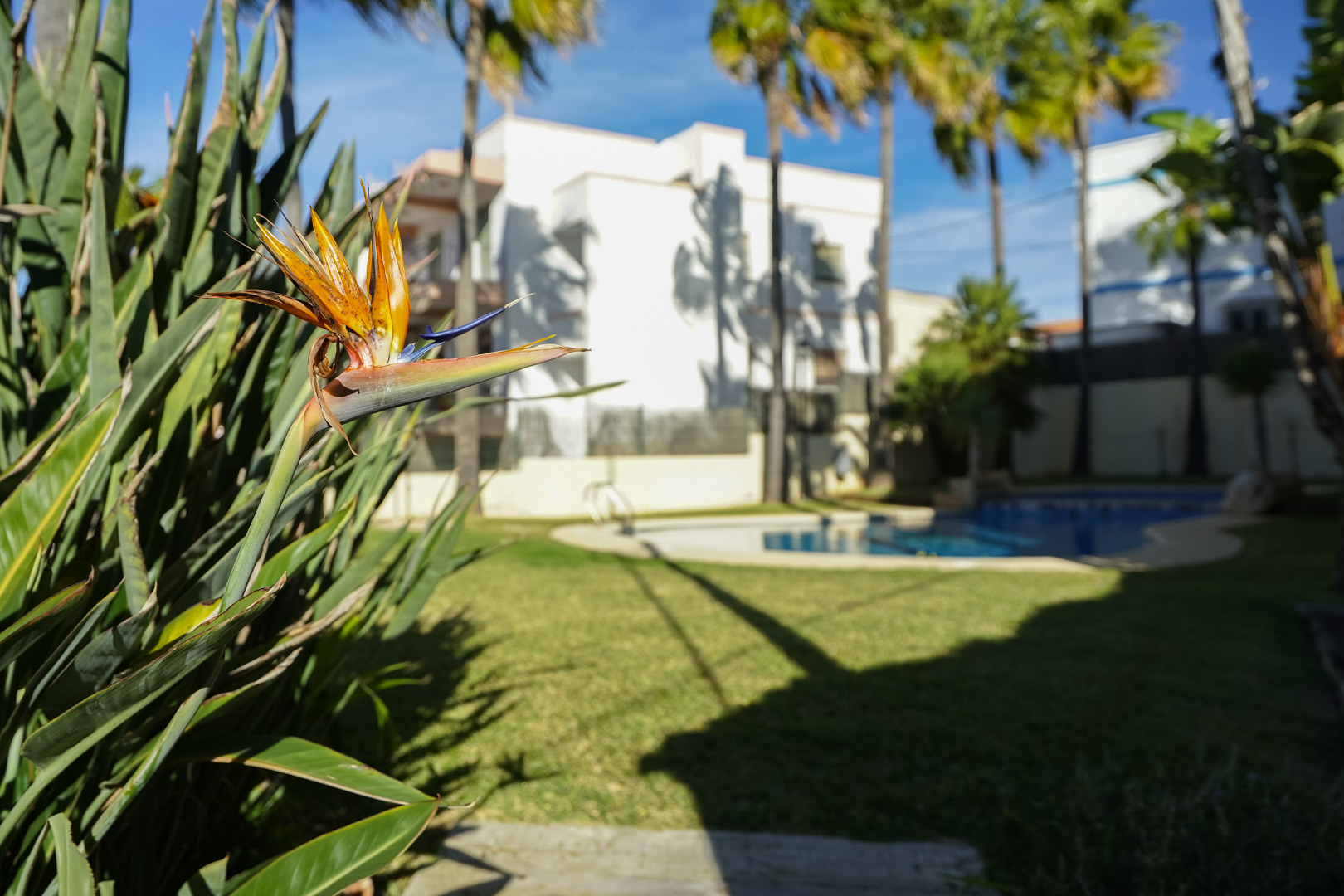 Detalle de Strelitzia en los jardines comunitarios con vistas a la piscina y las zonas verdes de la urbanización bajo el sol mediterráneo.