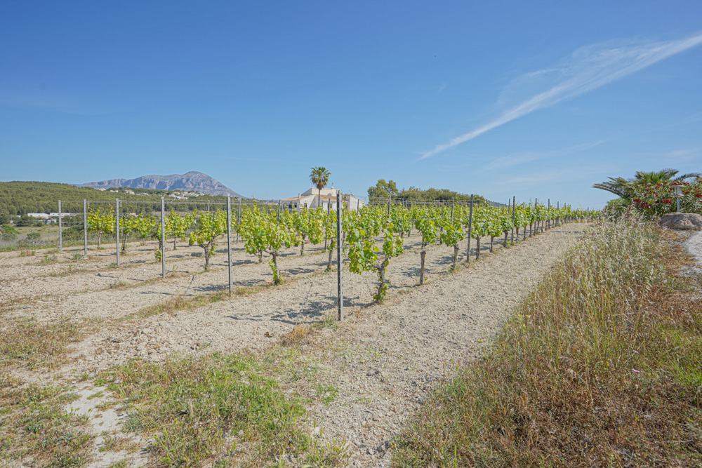 Viñedo con hileras de vides en espaldera, con vistas a una villa mediterránea y montañas al fondo bajo un cielo despejado.