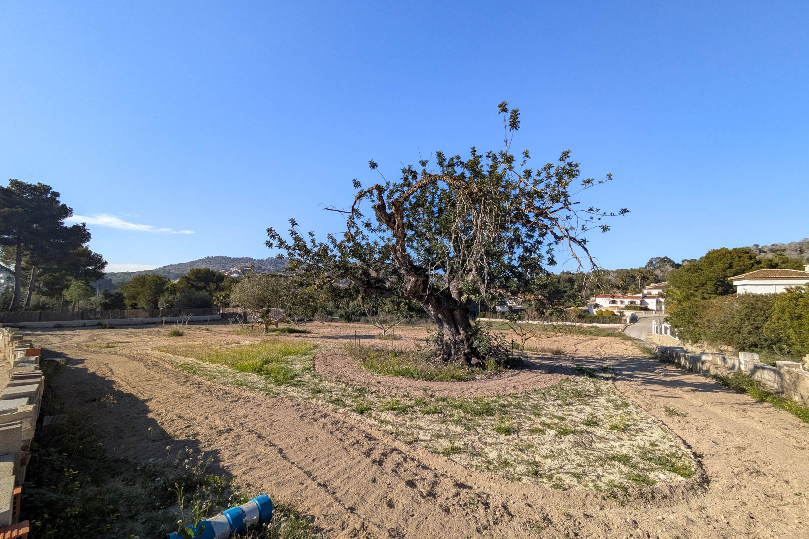 Parcela rústica llana con un gran algarrobo centenario, rodeada de vegetación mediterránea y vistas despejadas a las colinas cercanas en Jávea.