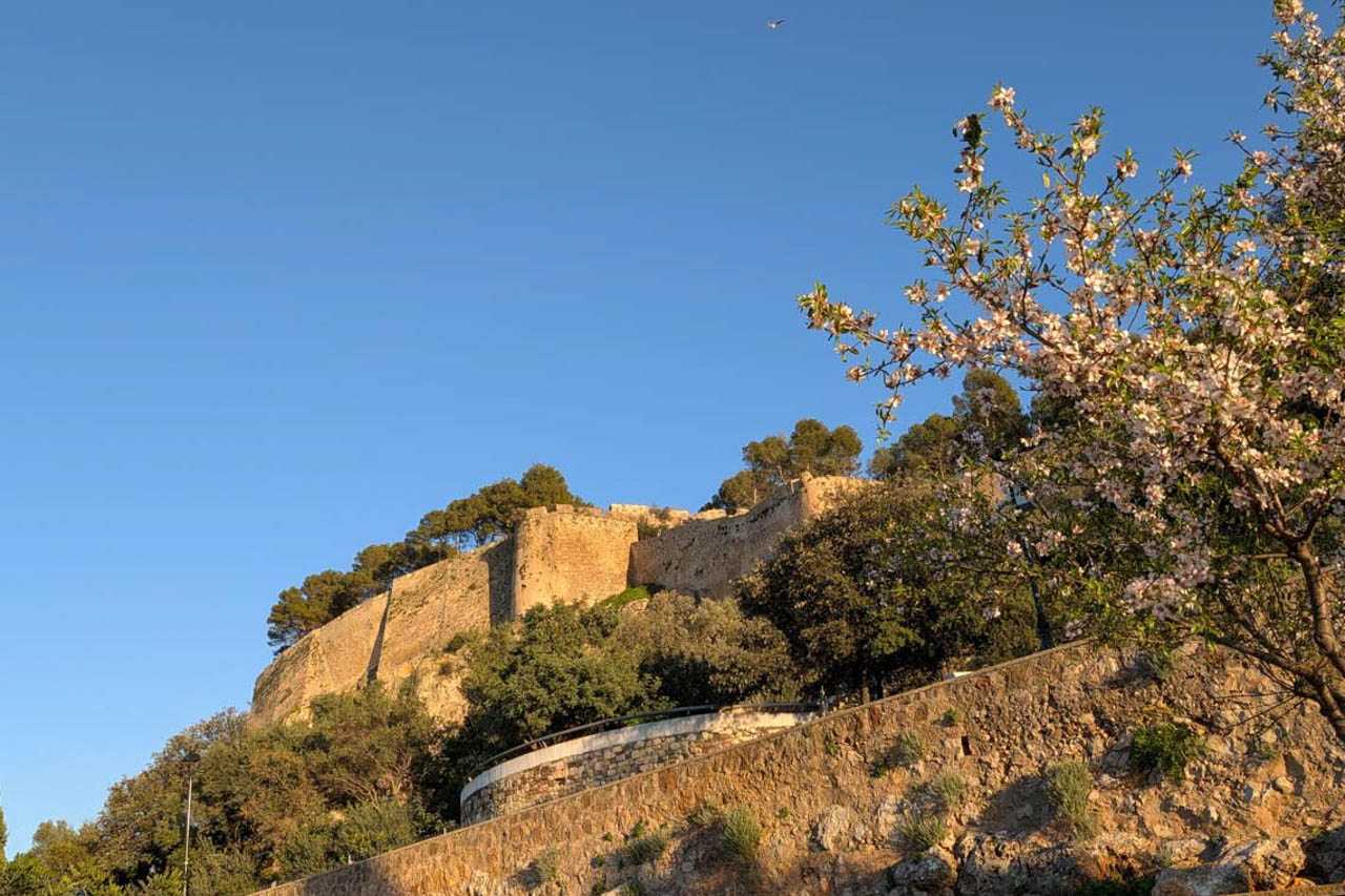 Vista del histórico Castillo de Dénia bajo un cielo despejado, enmarcado por almendros en flor y la vegetación mediterránea que rodea sus murallas de piedra.
