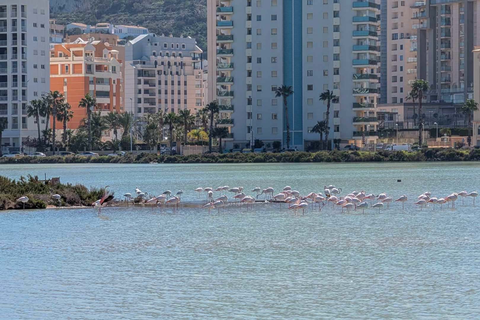 Vista de las Salinas de Calpe con flamencos en su hábitat natural, rodeadas por la arquitectura urbana y palmeras características de la zona costera.