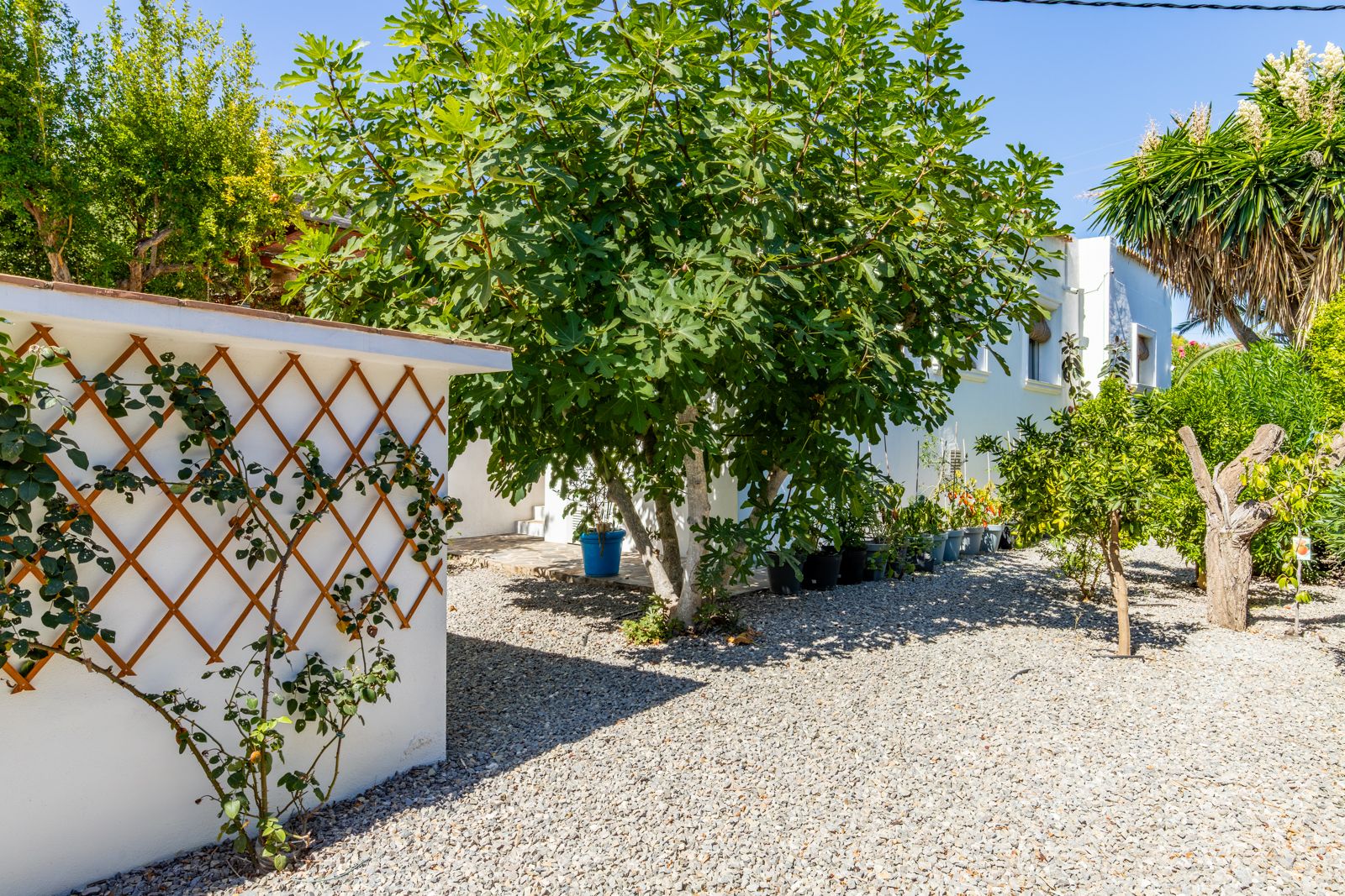 Jardín mediterráneo de bajo mantenimiento con suelo de grava, presidido por una higuera madura y muros blancos con celosía de madera para plantas trepadoras.