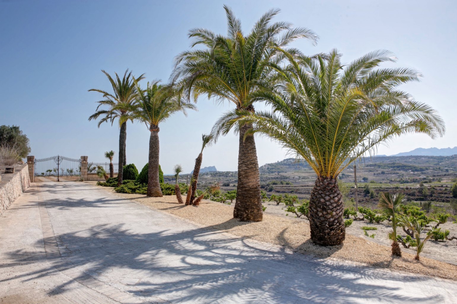 Camino de entrada pavimentado flanqueado por palmeras maduras, con vistas despejadas al valle y al Peñón de Ifach bajo un cielo despejado.
